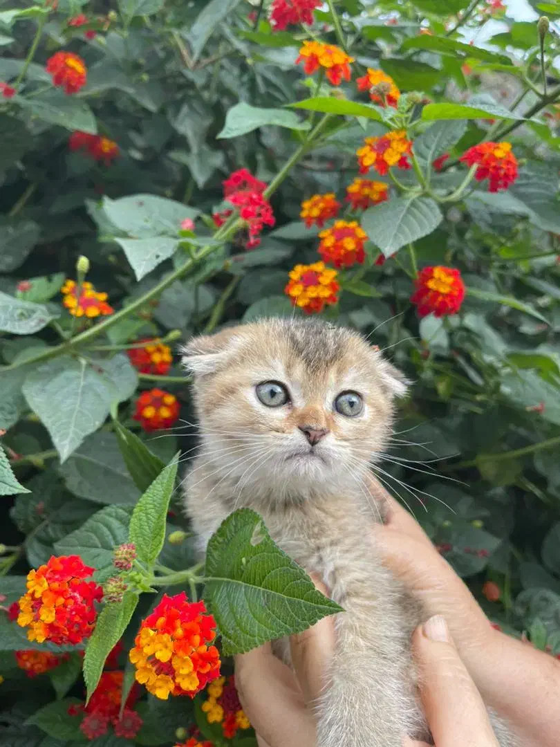 گربه|گربه|لاهیجان, شیشه گران|دیوار