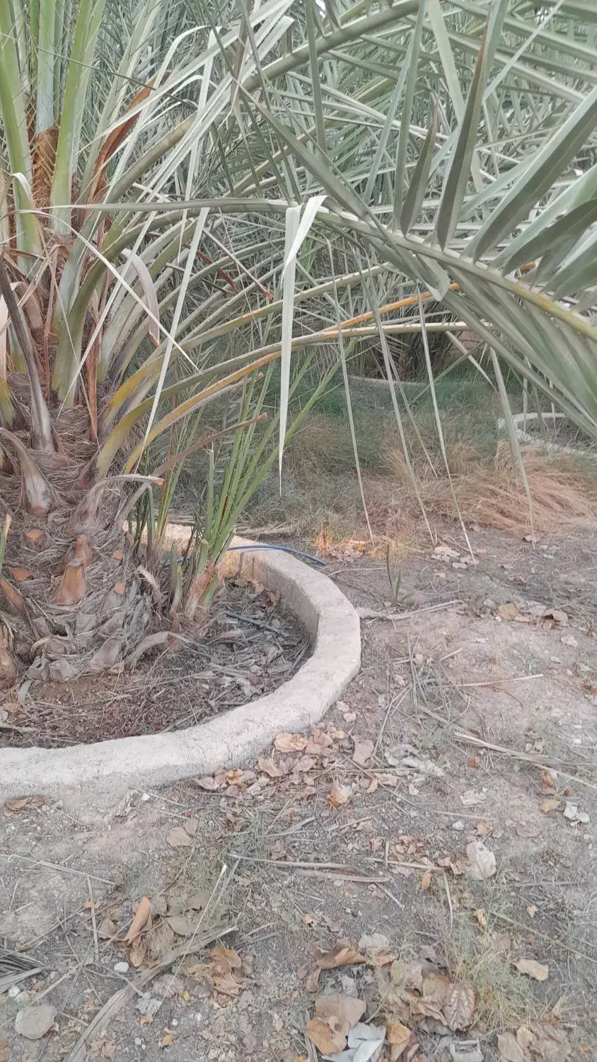 پاجوش کبکاب|گل و گیاه طبیعی|برازجان, |دیوار