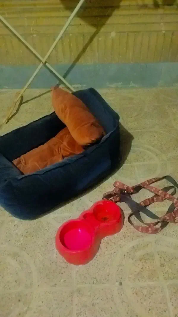 جاخواب سگ به همراه قلاده ظرف غذاخوری|لوازم جانبی حیوانات|تهران, جوادیه|دیوار