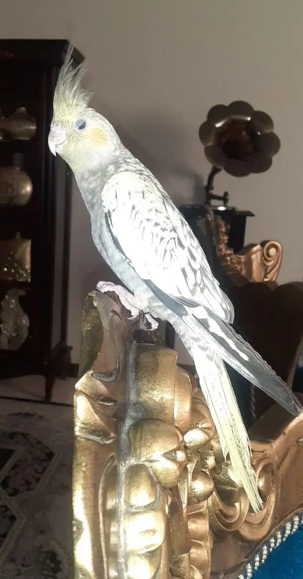 عروس هلندی ماده|پرنده|فولادشهر, C8|دیوار