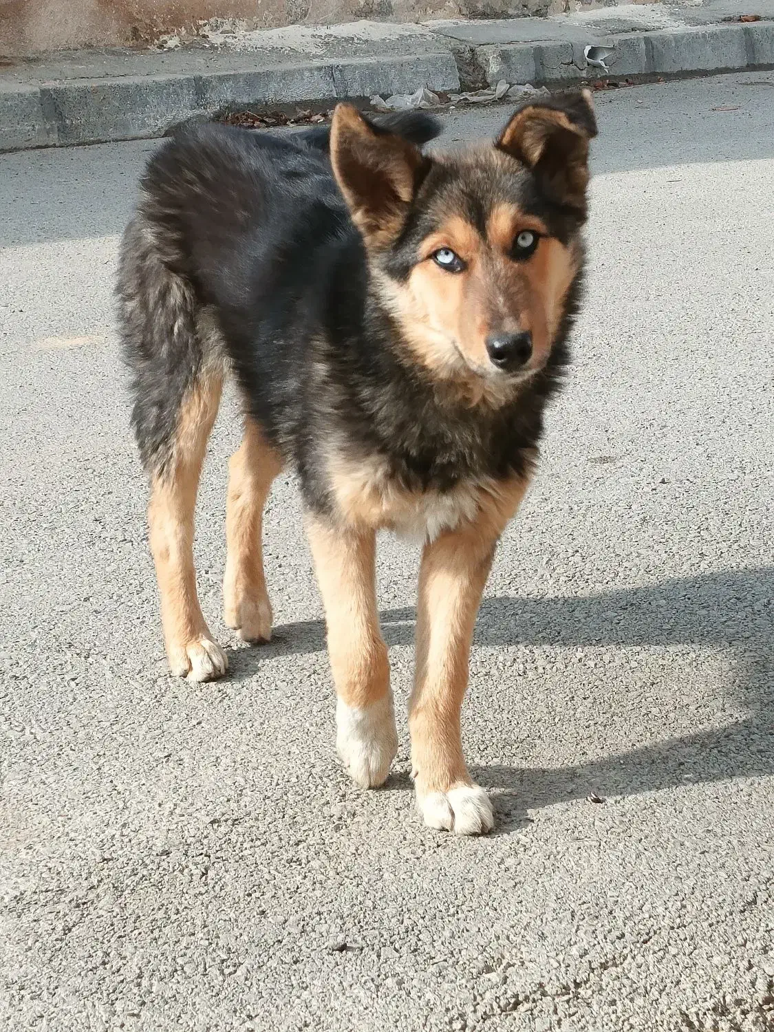 توله ژرمن|سگ|ایجرود, |دیوار