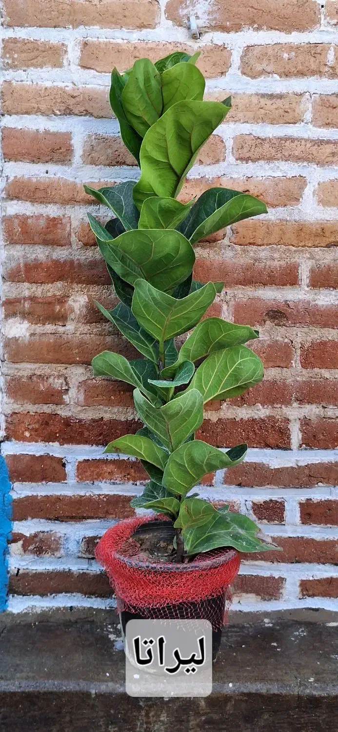 گل اپارتمانی|گل و گیاه طبیعی|سنندج, |دیوار