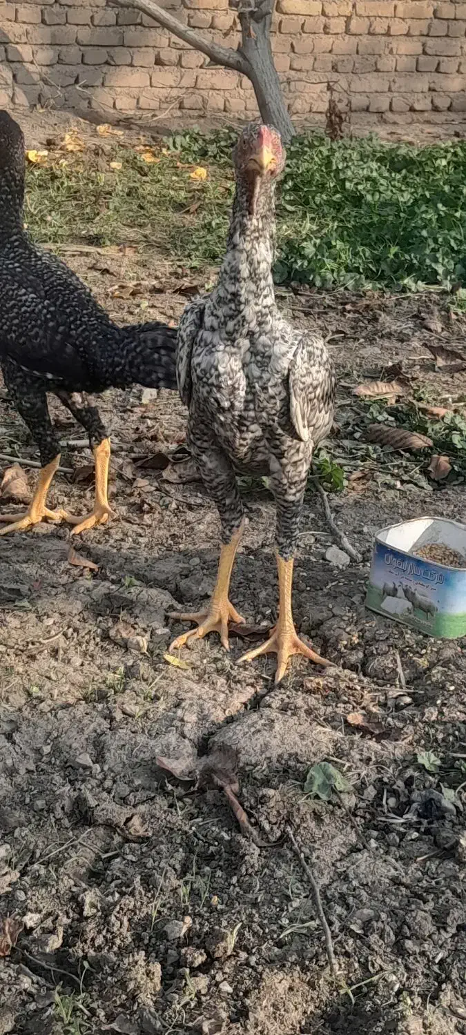 چهار عدد جوجه لاری اوشامای هندی|حیوانات مزرعه|خوی, |دیوار