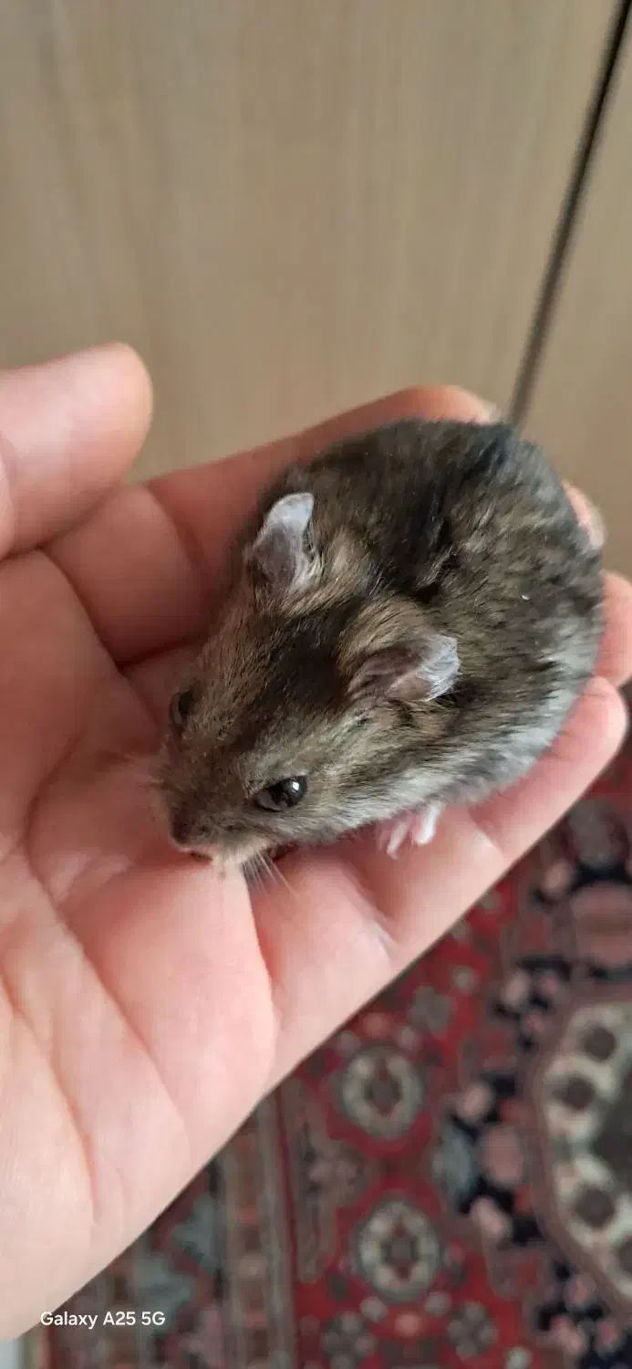 همستر کمپل|موش و خرگوش|تهران, مهرآباد|دیوار