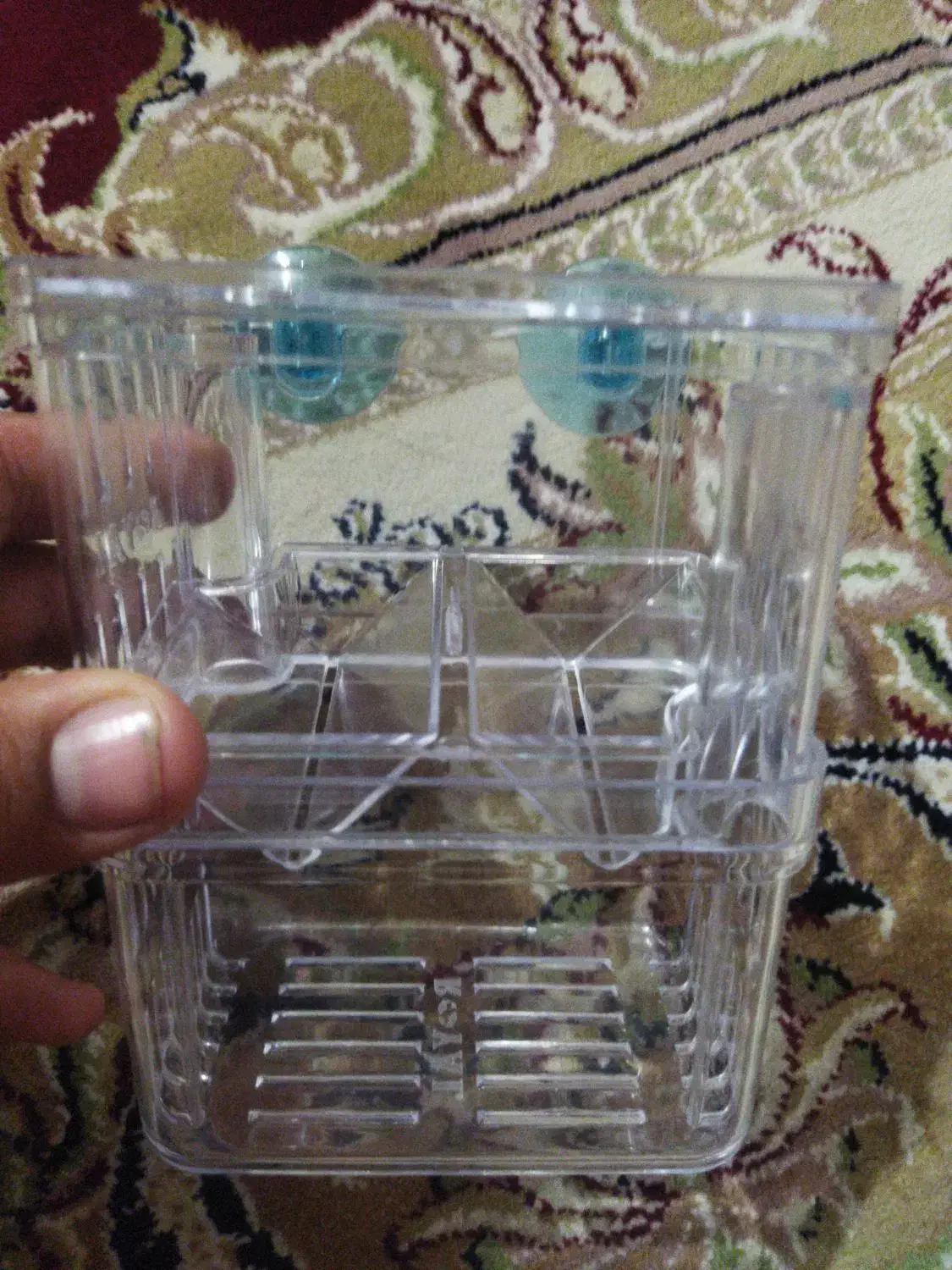 زایشگاه ماهی گوپی|ماهی|گرگان, |دیوار