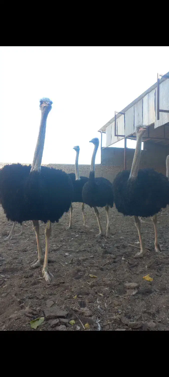 ۴ خانواده شترمرغ مولد|حیوانات مزرعه|مشهد, ادیب نیشابوری (شهرک غرب)|دیوار