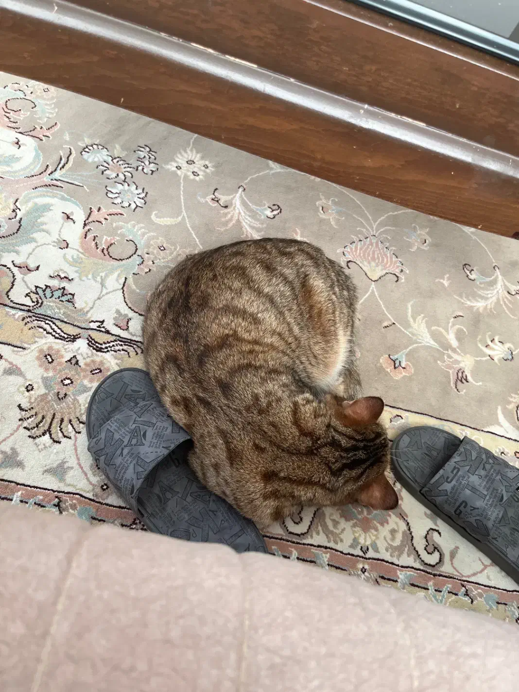 گربه خونگی|گربه|گلبهار, شهر جدید گلبهار|دیوار