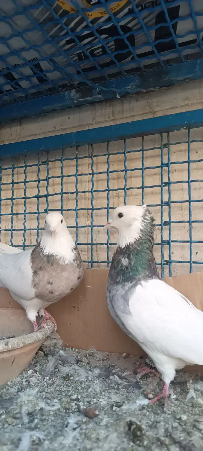 کفتر|پرنده|مشکیندشت, |دیوار