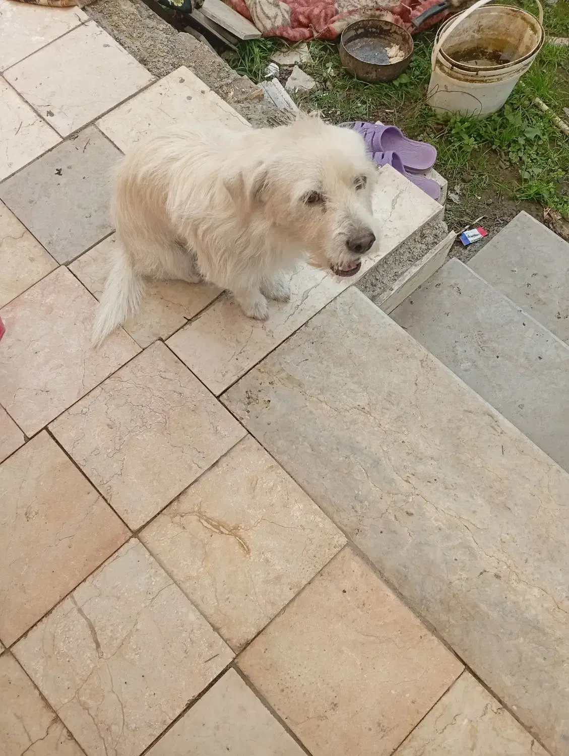 سگ سفید|سگ|آستانه اشرفیه, |دیوار