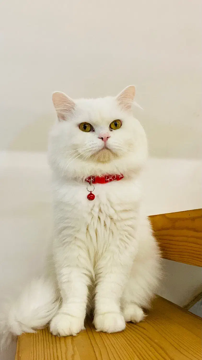 گربه بریتیش لانگ هیر|گربه|آستانه اشرفیه, |دیوار