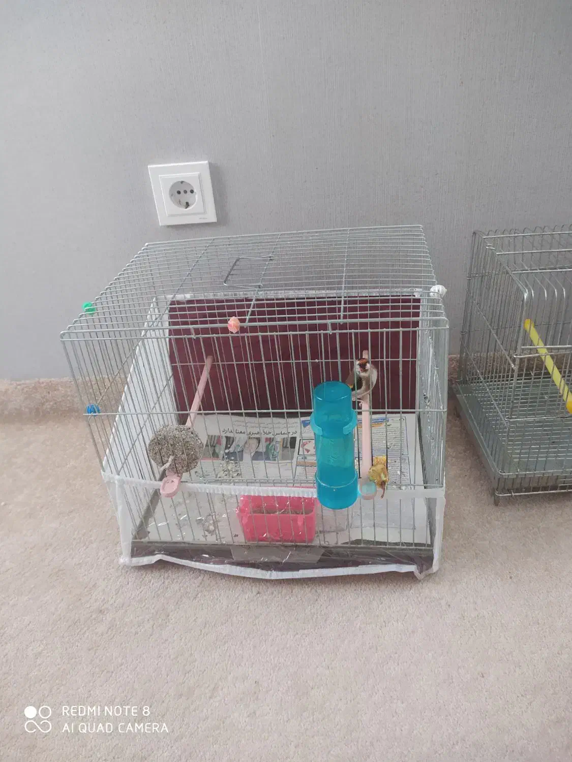 سهره  نر جوجه قفس وقفس غلامی|پرنده|خوی, |دیوار