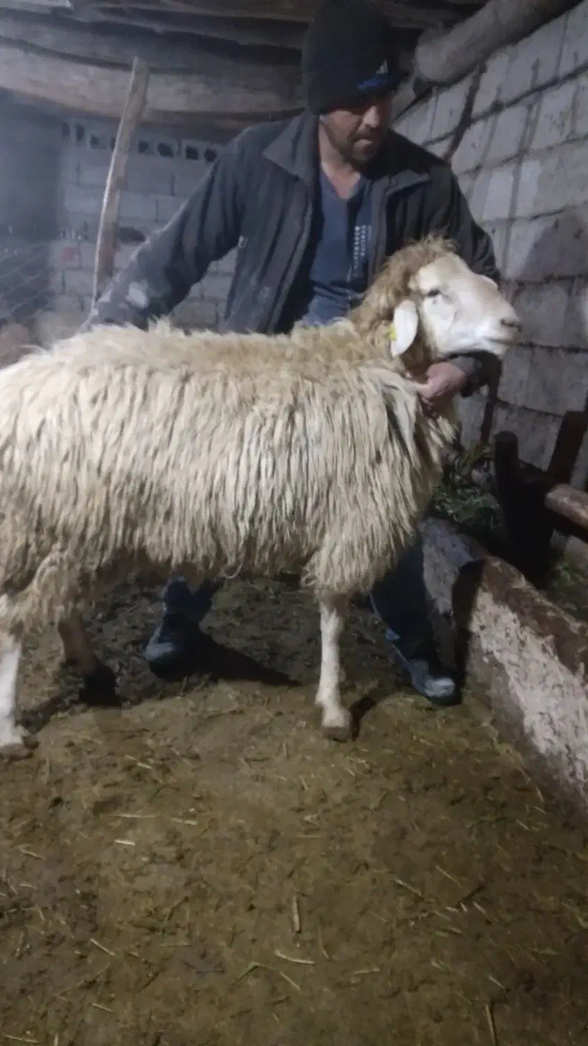 قوچ|حیوانات مزرعه|مشگین شهر, |دیوار