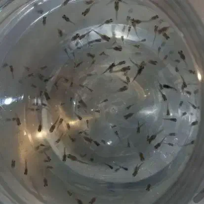 بچه گوپی|ماهی|کرمانشاه, |دیوار