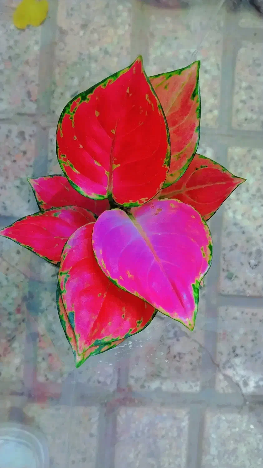 گل طبیعی اگلونماقرمز|گل و گیاه طبیعی|مشهد, ایثارگران|دیوار