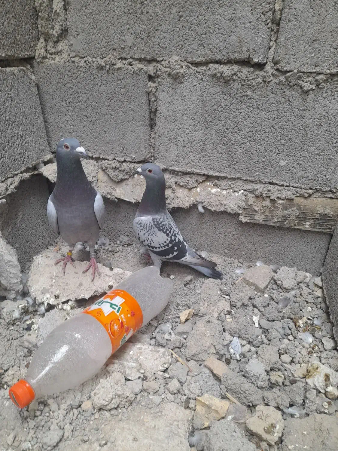 پلاکی|پرنده|بندر ماهشهر, |دیوار