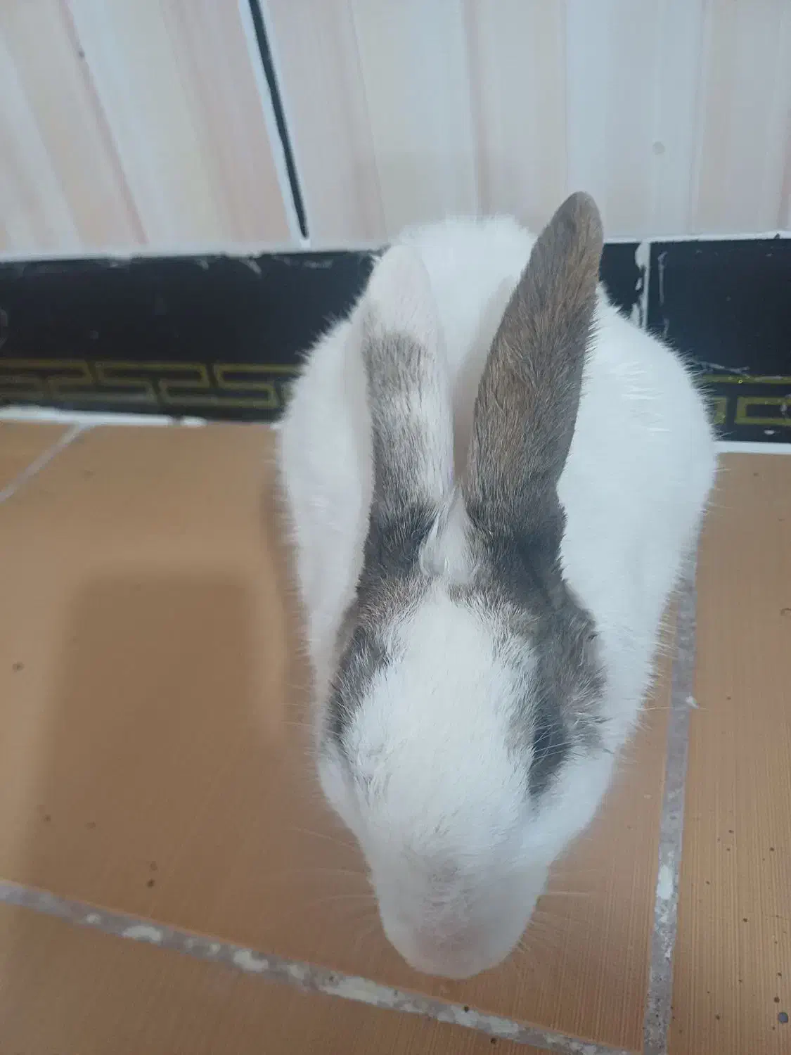 خرگوش|موش و خرگوش|الشتر, |دیوار