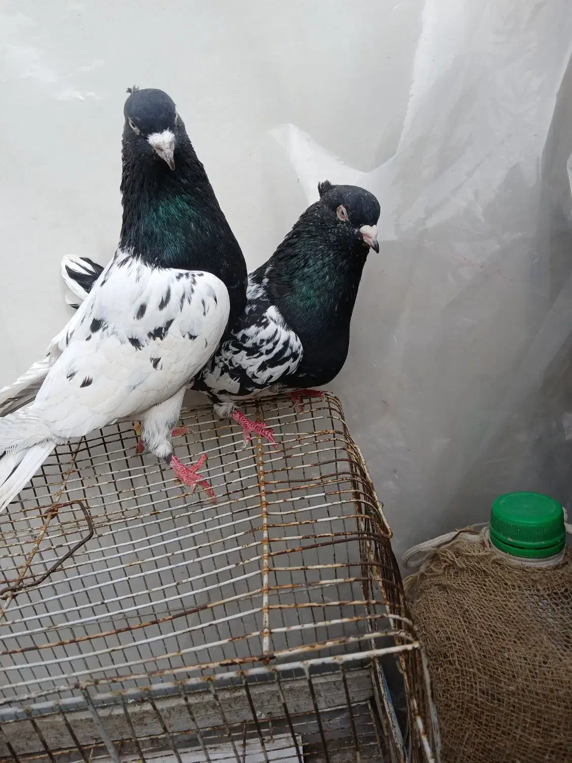 جفت کله سیاه|پرنده|مشهد, مشکینی (شهرک غرب)|دیوار