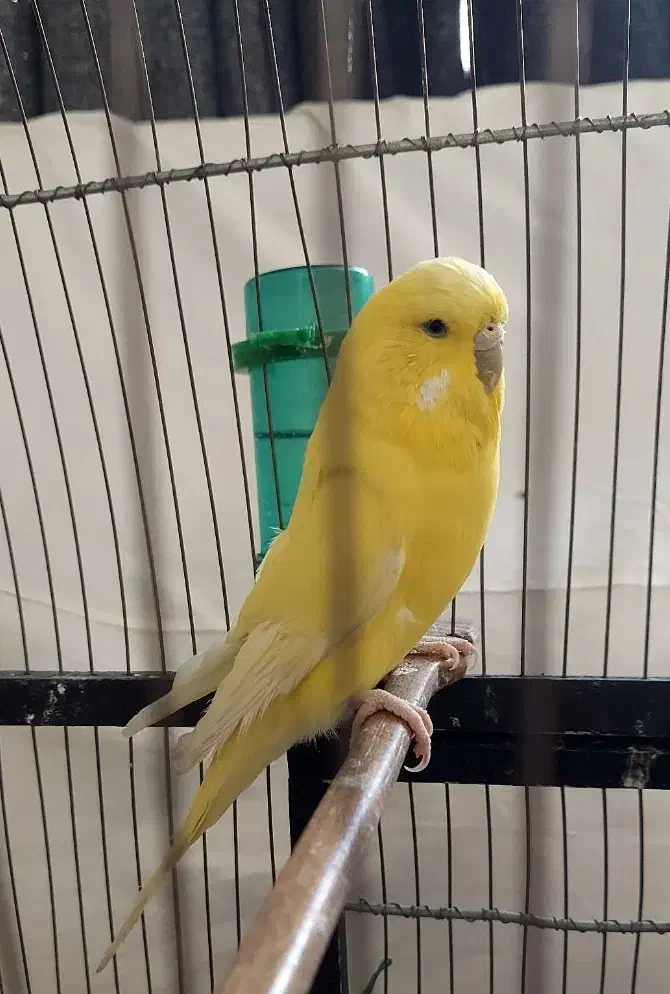 مرغ عشق انگلیسی معاوضه با قناری|پرنده|تهران, سهروردی|دیوار