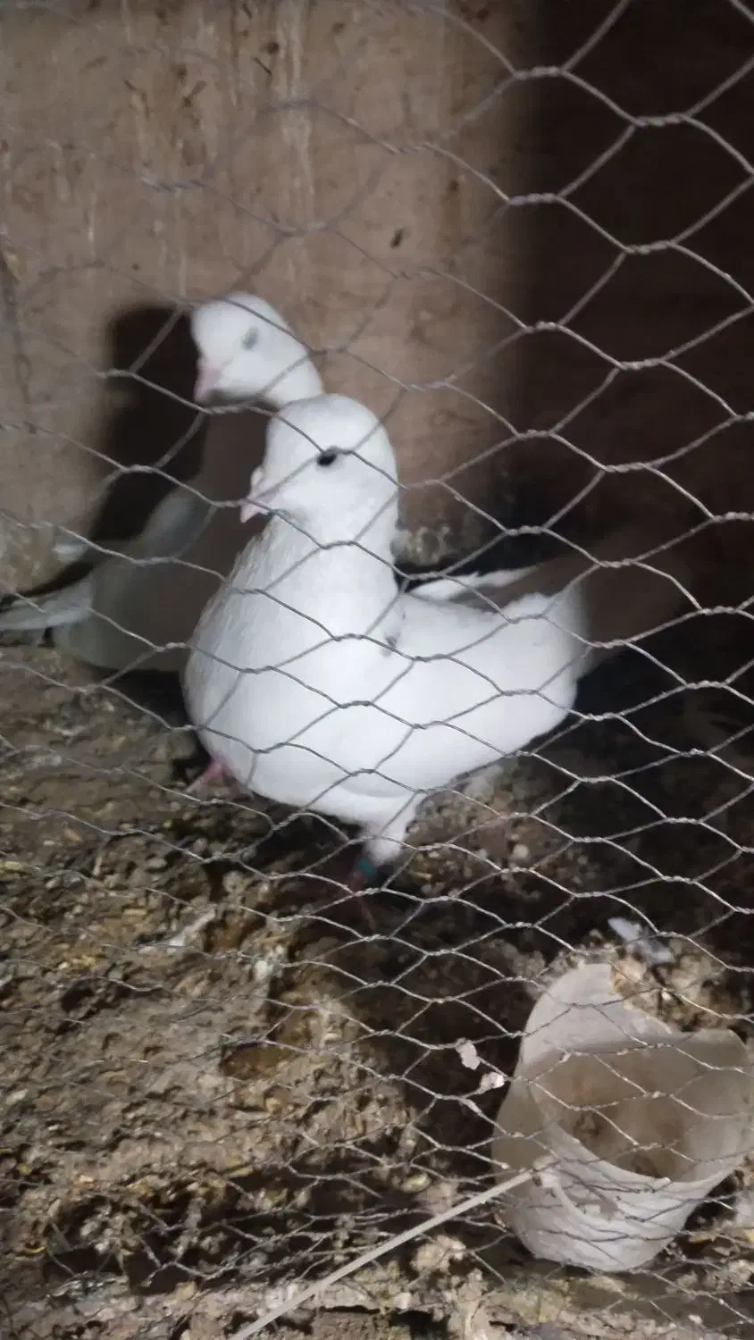 کفتر پرشی|پرنده|پاکدشت, پاکدشت (مامازند)|دیوار