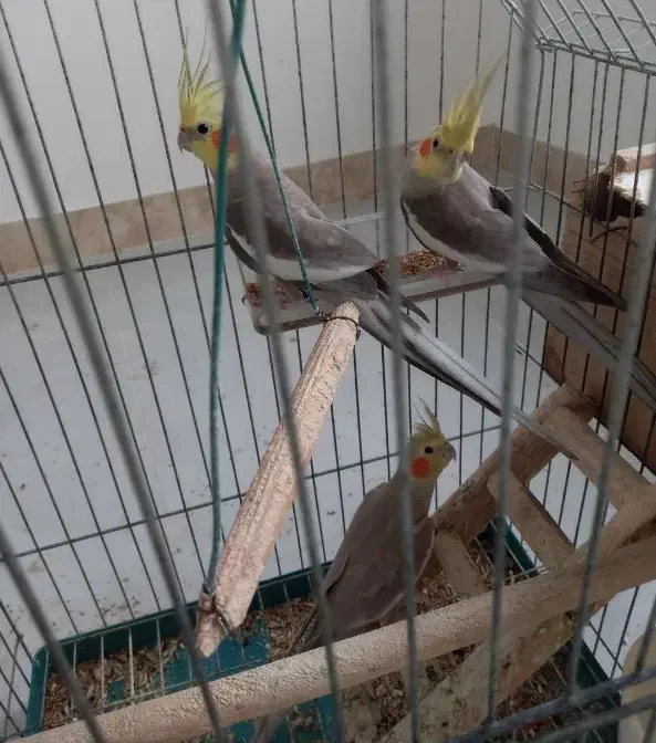 فروش ۶ عدد طوطی عروس با ۴ عدد بچه با قفس|پرنده|آستانه اشرفیه, |دیوار