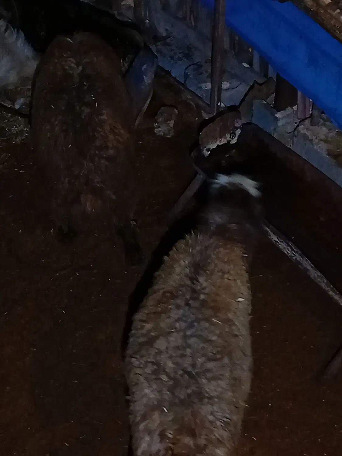 بره نر|حیوانات مزرعه|پاسارگاد, |دیوار