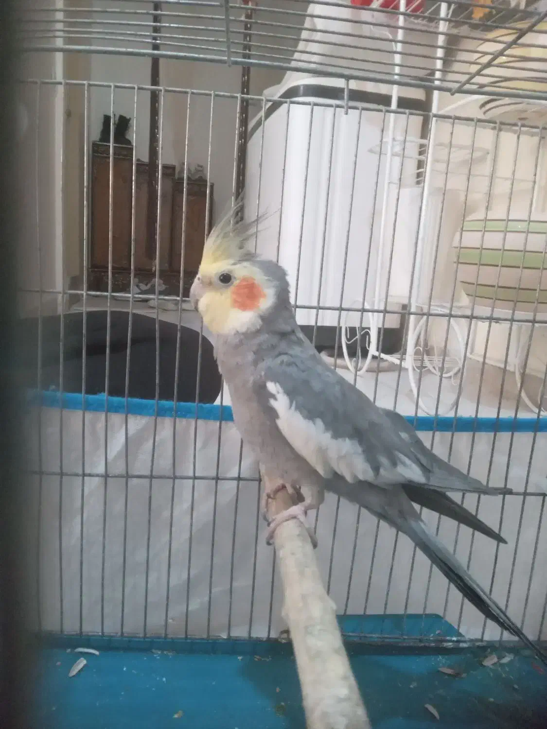 عروس هلندی|پرنده|محمدشهر, شهرک نگین|دیوار