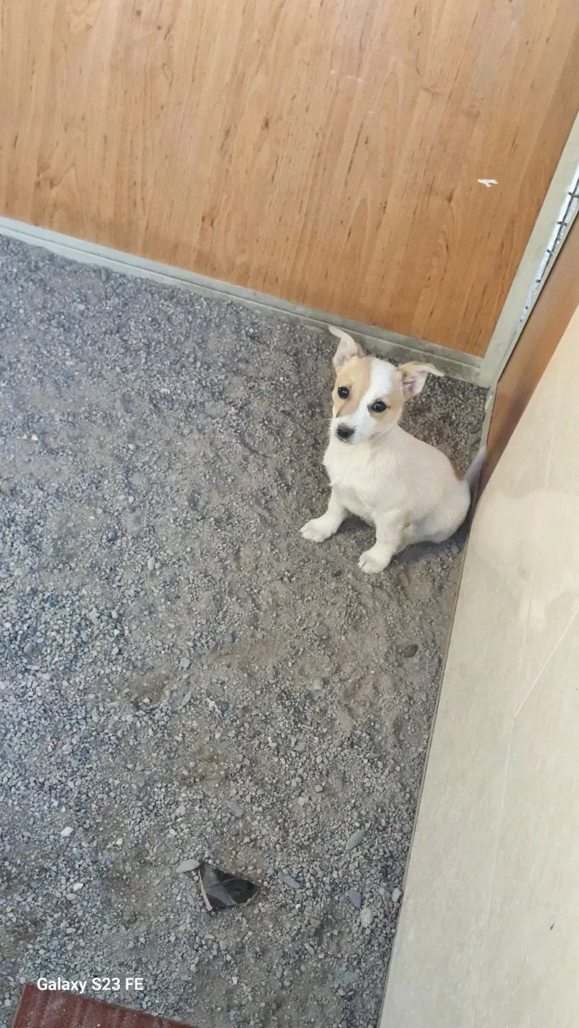 توله 3 ماه ماده گوش تیز|سگ|نیشابور, فضل|دیوار