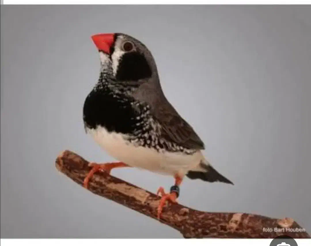 فنج خوشگل|حراج|خرم‌آباد, |دیوار