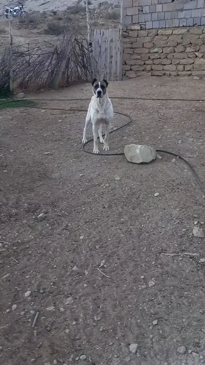 سگ افغان|سگ|بجنورد, |دیوار