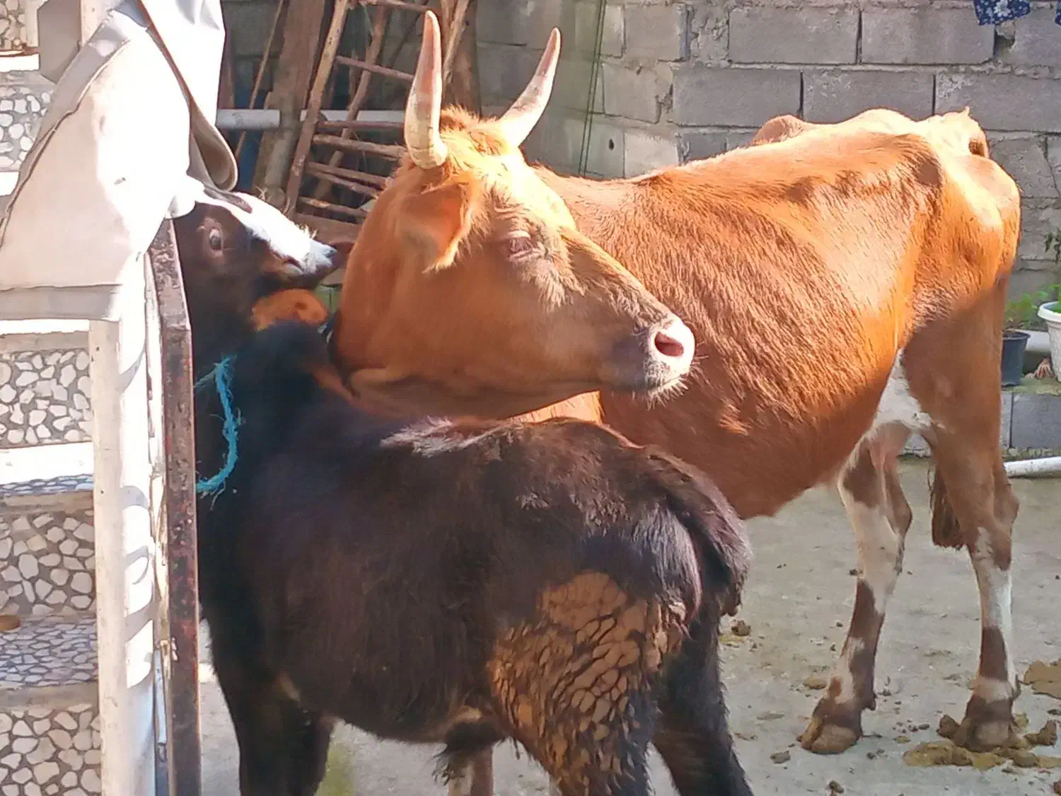 گاو باگوساله نر|حیوانات مزرعه|اطاقور, |دیوار