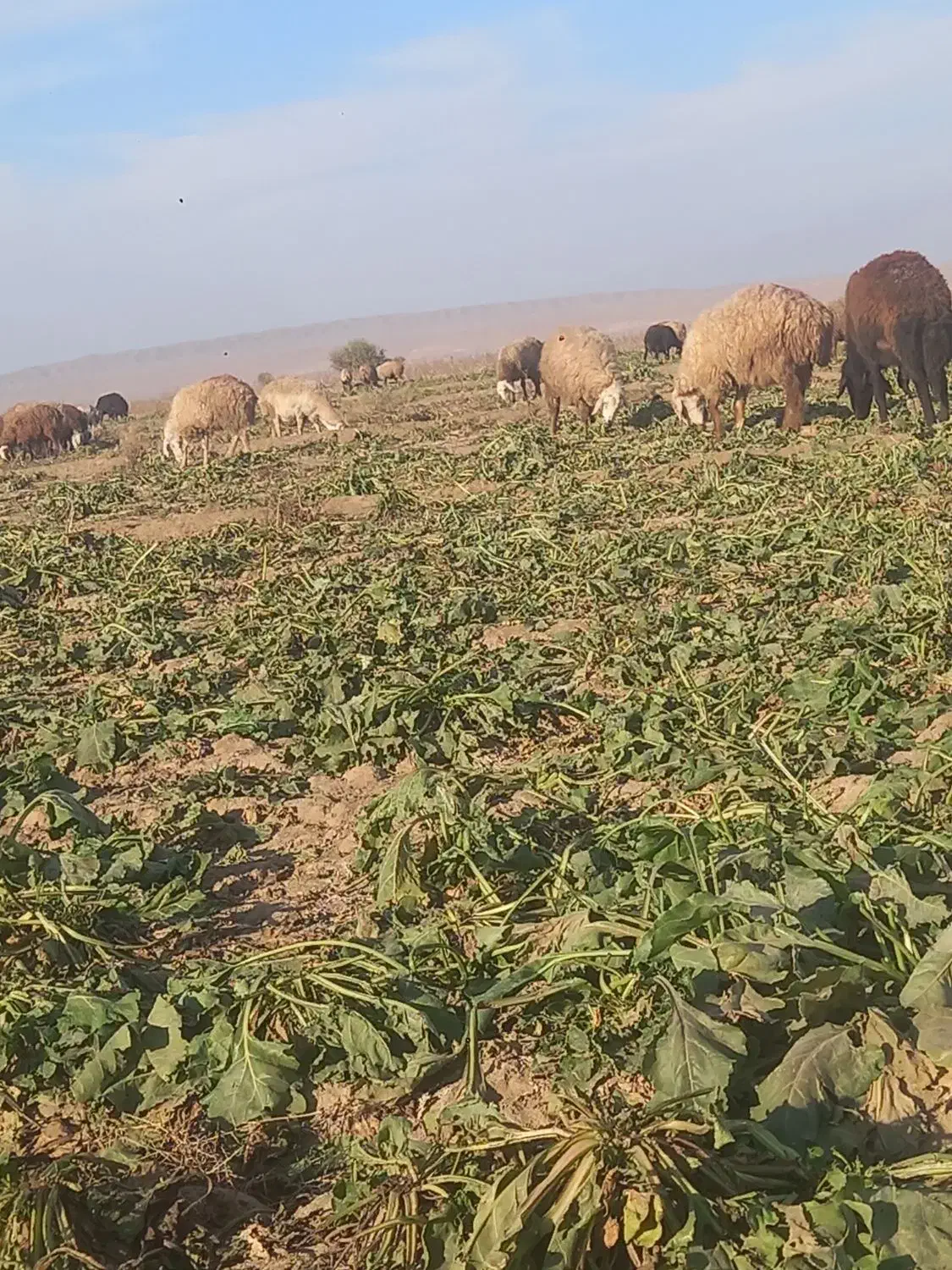 میش آبستن|حیوانات مزرعه|عطاملک, |دیوار