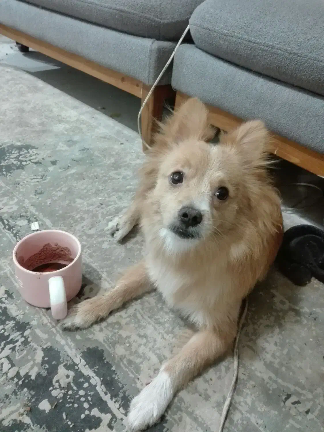 واگذاری سگ پامرین،اسپیتز|سگ|سیرجان, |دیوار