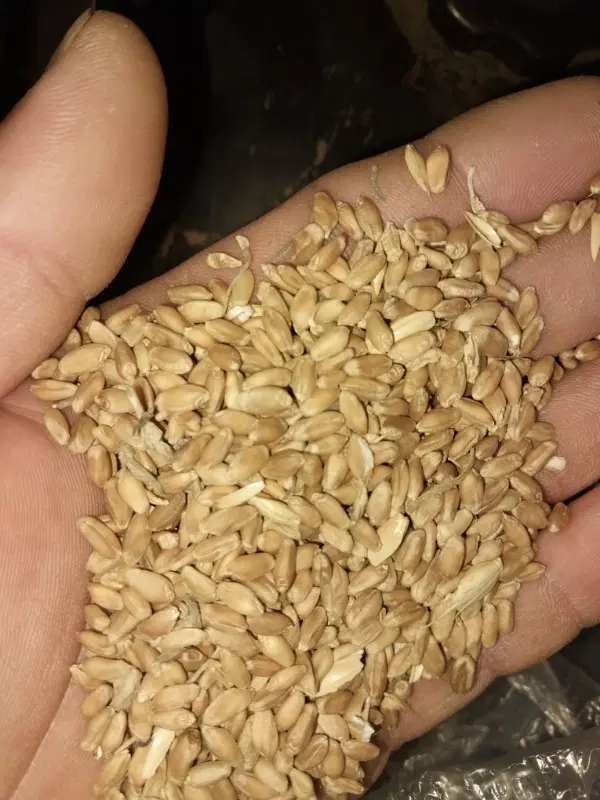 گندم|خوردنی و آشامیدنی|گمیشان, |دیوار