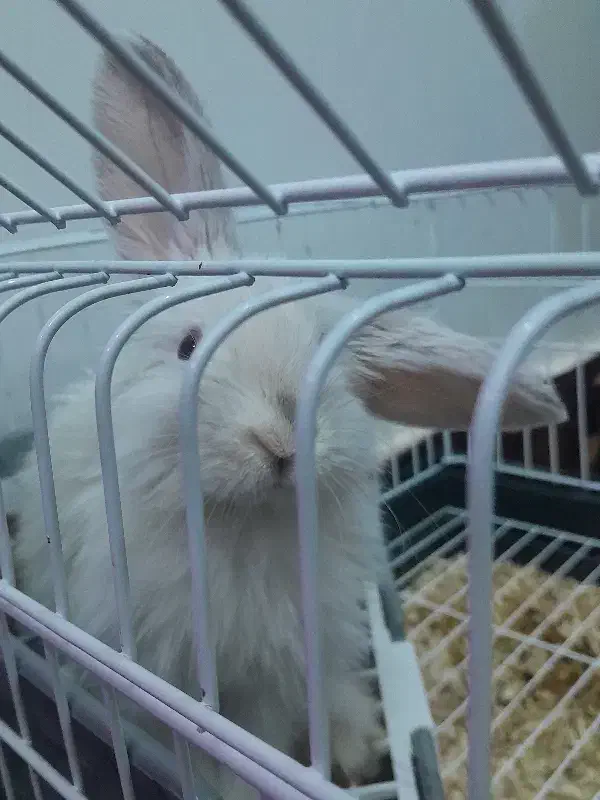 خرگوش لوپ خارجی|موش و خرگوش|نیشابور, شهید بهشتی|دیوار