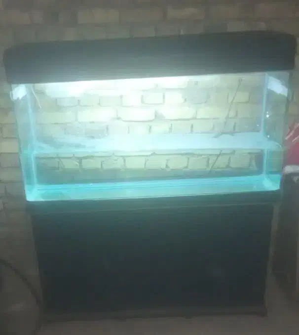 آکواریوم در حد نو|ماهی|یزد, |دیوار