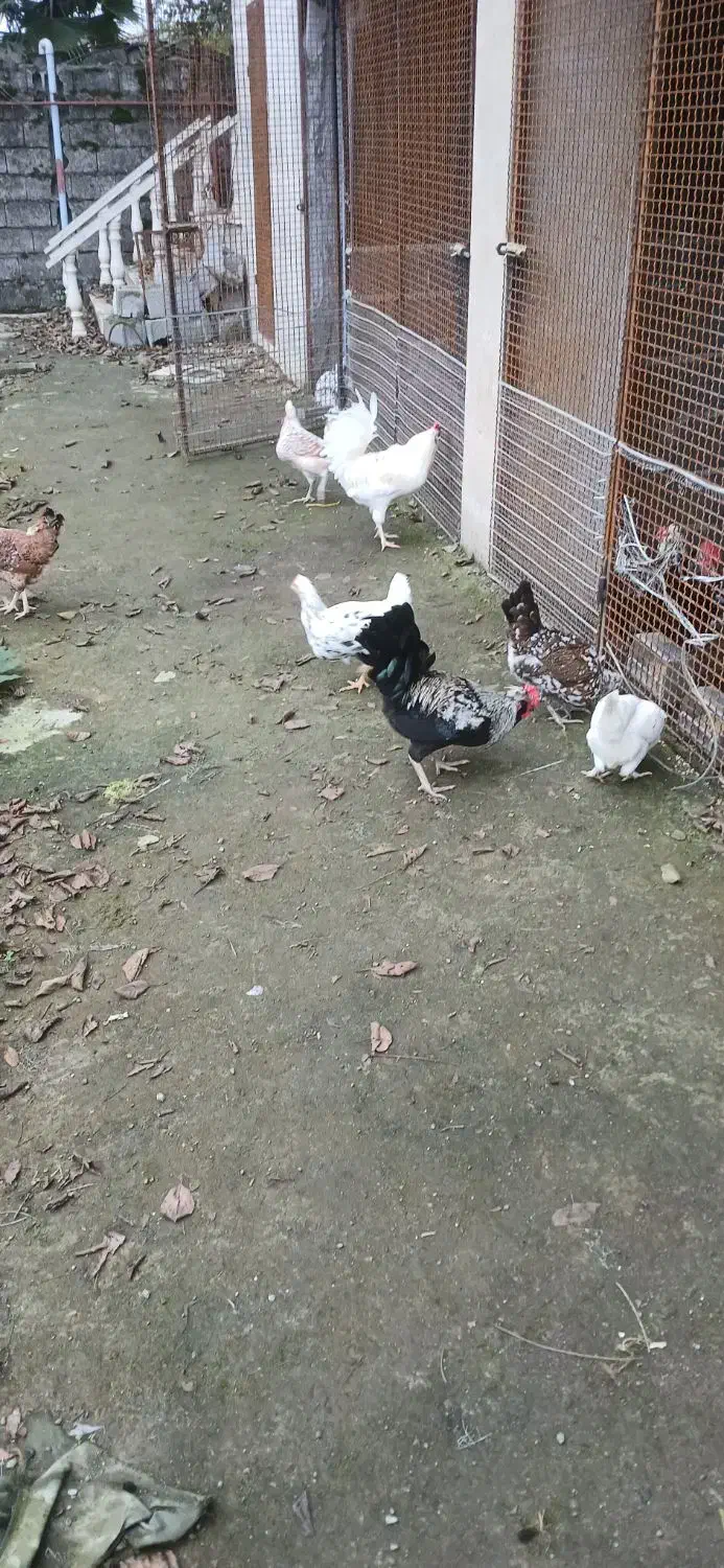 مرغ گلین|حیوانات مزرعه|چابکسر, |دیوار