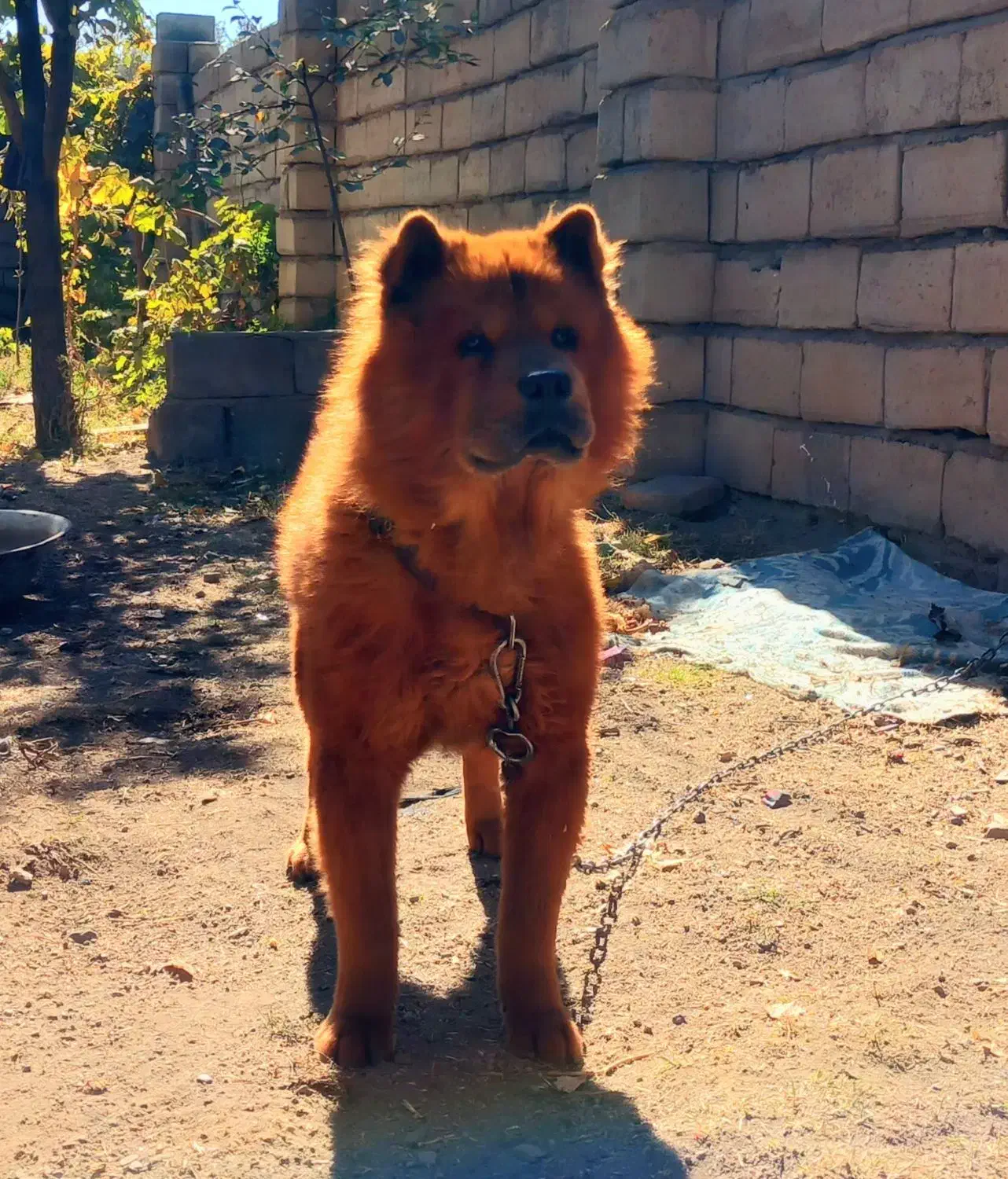 واگزاری چاوچاو|سگ|همدان, |دیوار