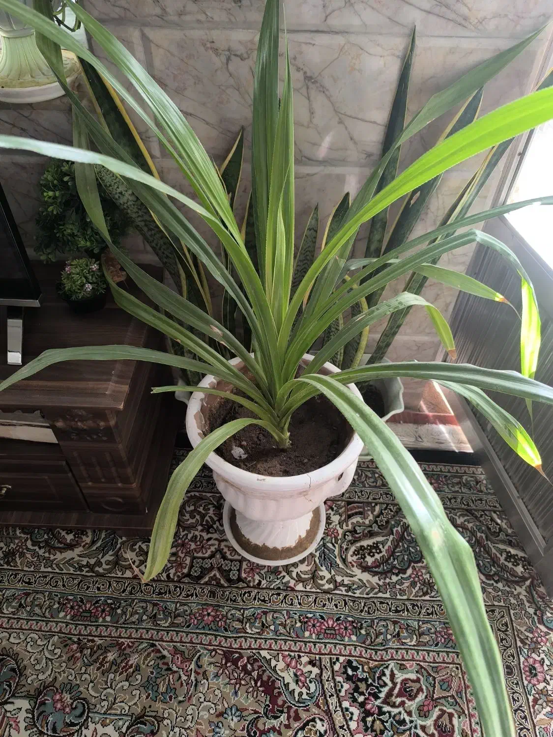 گل طبیعی پاندانوس|گل و گیاه طبیعی|مشهد, بلال|دیوار