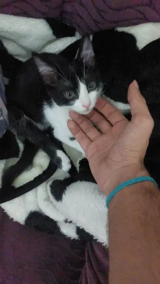 گم شده در فومن گشت|حیوانات|فومن, |دیوار