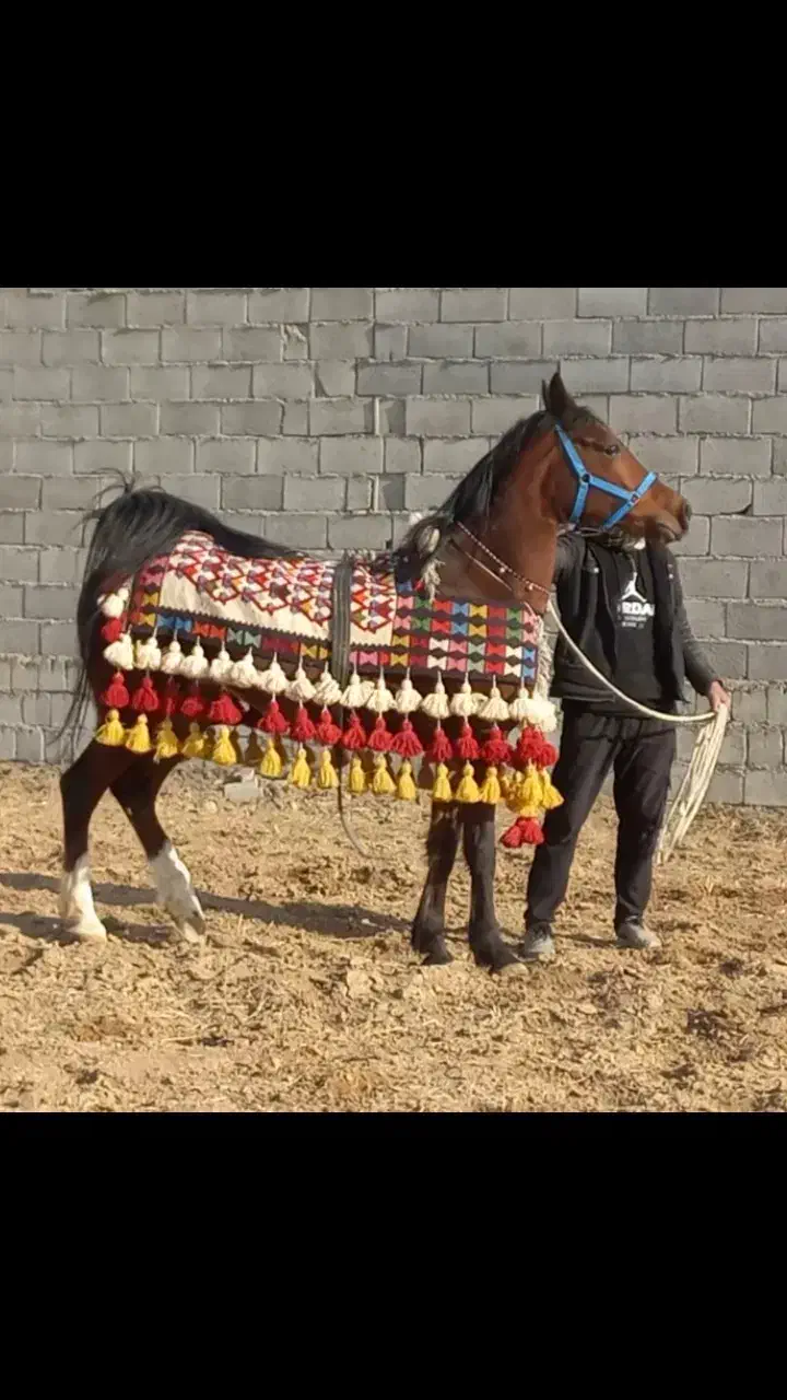 مادیان|اسب و تجهیزات اسب‌سواری|برخوار, |دیوار