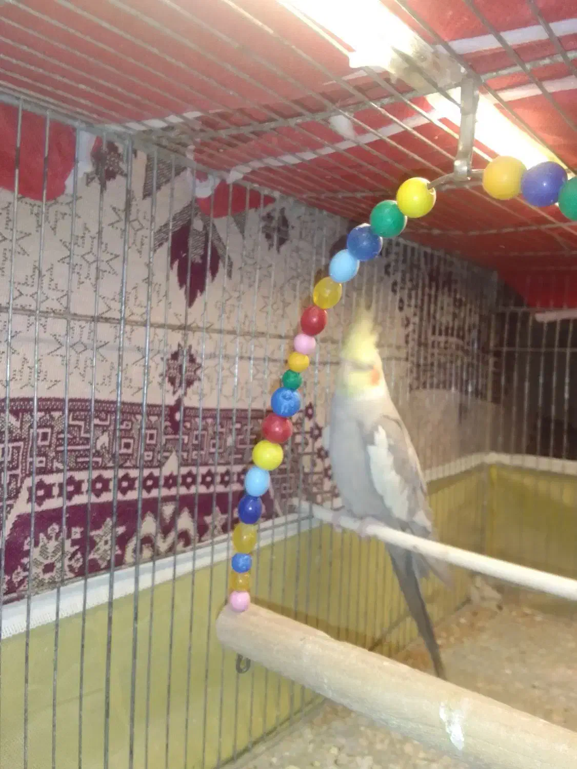 عروس هلندی|پرنده|اردبیل, |دیوار