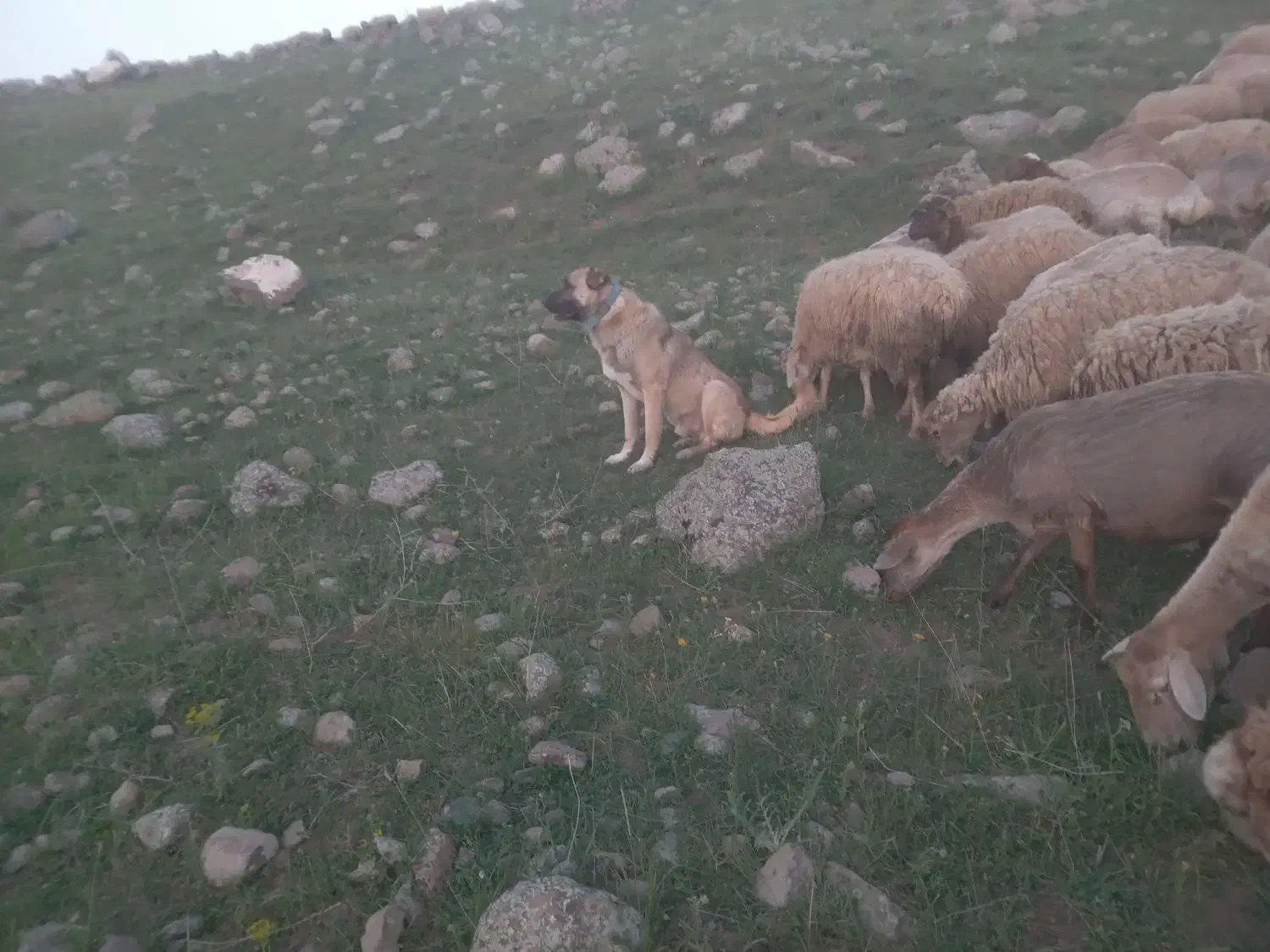 سگ کانگال|سگ|ورزقان, |دیوار