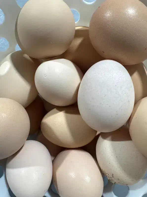 تخم مرغ بدون بو|خوردنی و آشامیدنی|اصفهان, زوان|دیوار