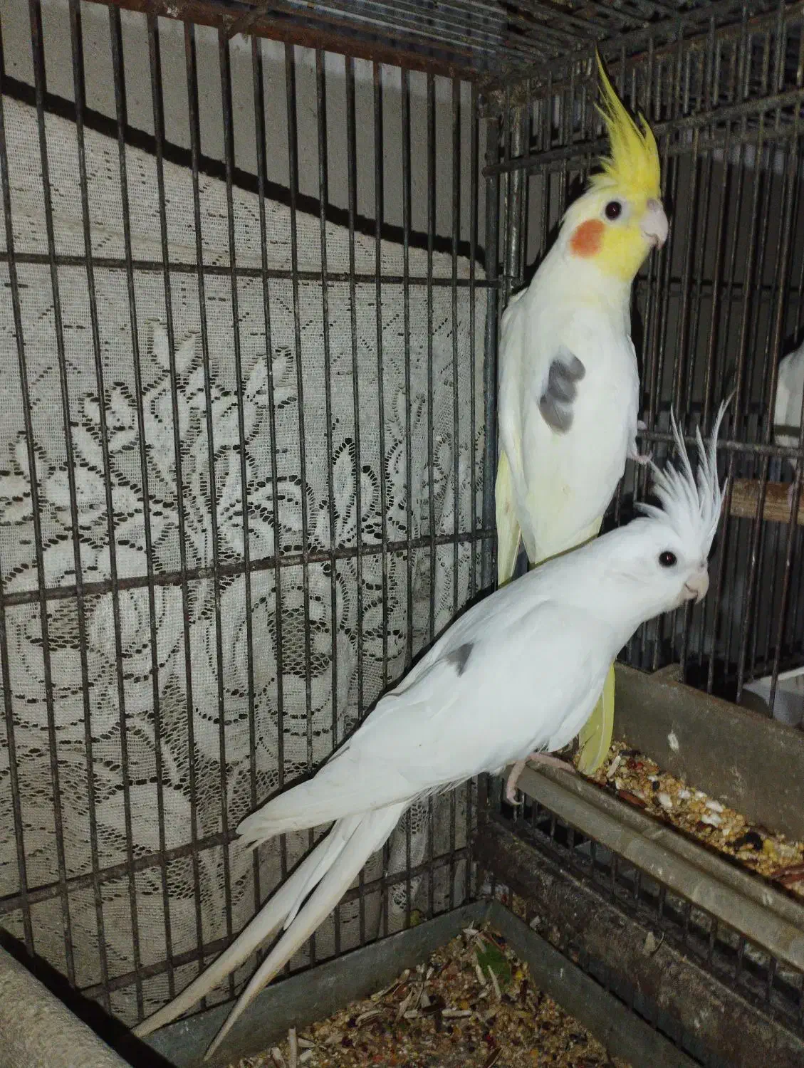 عروس هلندی تک خال|پرنده|چابهار, |دیوار