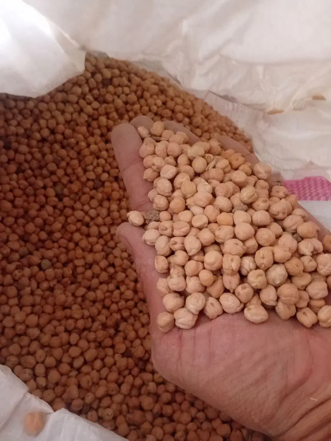 نخود پاییزه بزری|عمدهفروشی|ماهیدشت, |دیوار