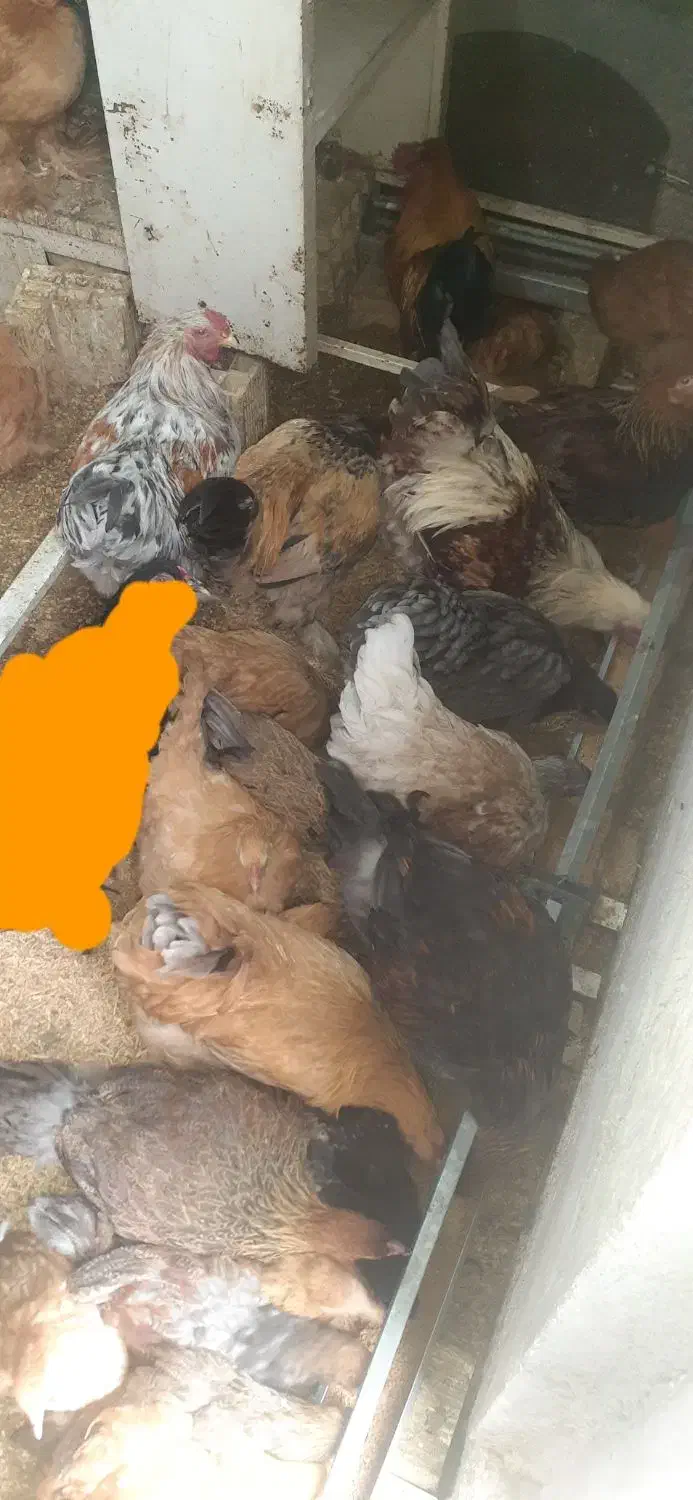 مرغو خروس برهما|حیوانات مزرعه|حبیب آباد, |دیوار