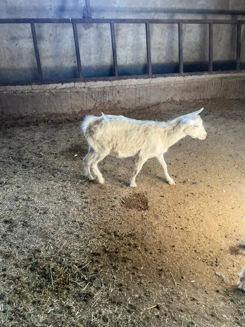 نر بز سانن پاژن سانن|حیوانات مزرعه|کوار, |دیوار