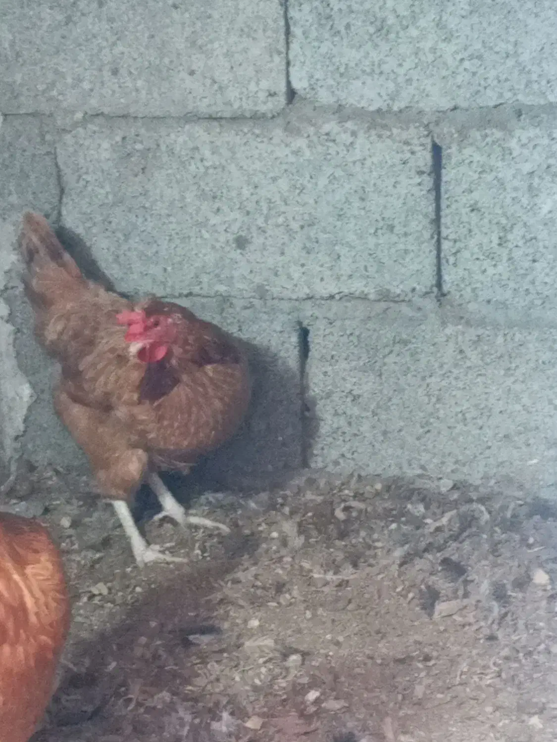 تخم مرغ محلی|حیوانات مزرعه|رودبنه, |دیوار