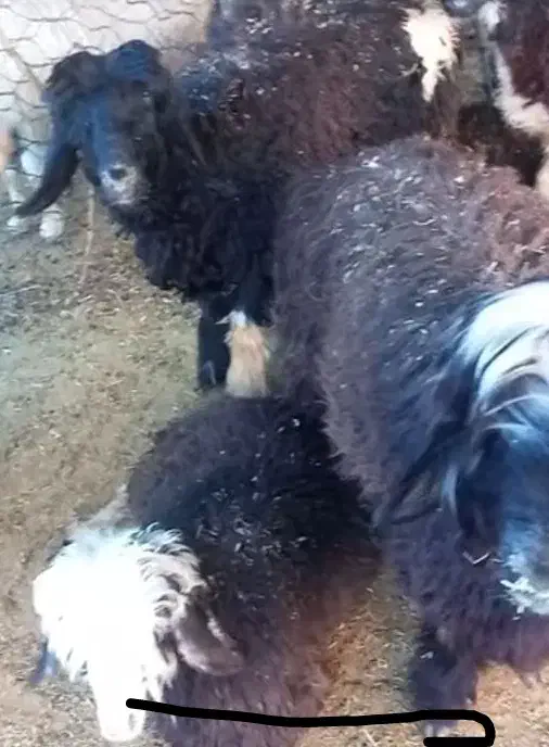 کره نر و بره نر|حیوانات مزرعه|بهبهان, |دیوار