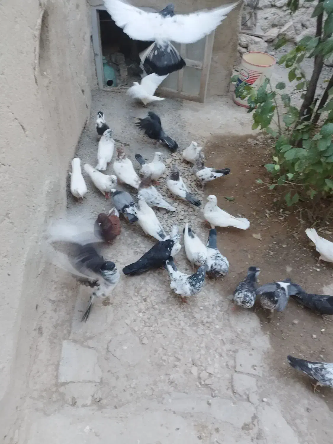 کبوتر پرشی ده عدد|پرنده|قروه, |دیوار